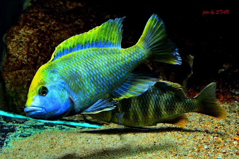Nimbochromis venustus